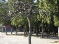 ROLLEI