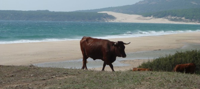Erholung in Andalusien nahe Tarifa